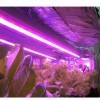 10W LED植物生长灯