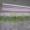 供应LED烟草育苗植物生长灯，补光灯
