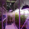 LED植物补光灯优势供应