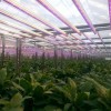 LED植物补光 育苗 蔬菜生长 瓜果花棚 植物大棚专用灯管