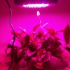 厂家直销 LED植物灯 LED植物生长灯 植物补光灯